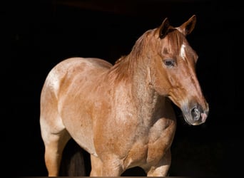 American Quarter Horse, Wałach, 7 lat, 152 cm, Kasztanowatodereszowata