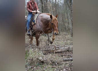 American Quarter Horse, Wałach, 7 lat, 152 cm, Kasztanowatodereszowata