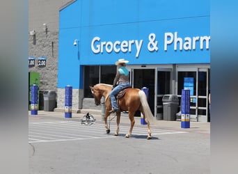 American Quarter Horse, Wałach, 7 lat, 152 cm