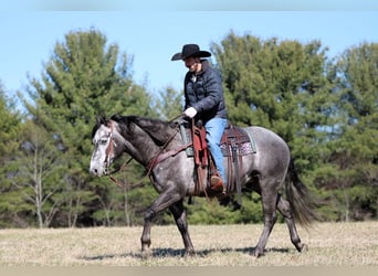 American Quarter Horse, Wałach, 7 lat, 152 cm, Siwa