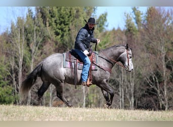 American Quarter Horse, Wałach, 7 lat, 152 cm, Siwa