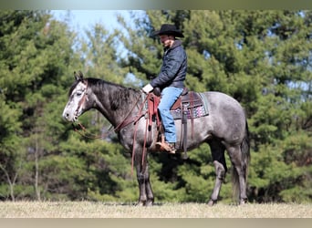 American Quarter Horse, Wałach, 7 lat, 152 cm, Siwa