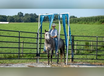 American Quarter Horse, Wałach, 7 lat, 152 cm, Siwa