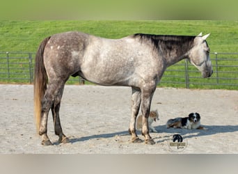 American Quarter Horse, Wałach, 7 lat, 152 cm, Siwa