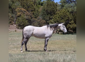 American Quarter Horse, Wałach, 7 lat, 152 cm, Siwa