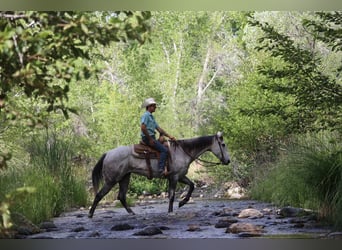 American Quarter Horse, Wałach, 7 lat, 152 cm, Siwa