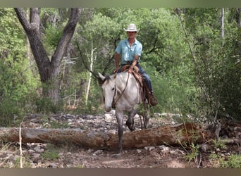 American Quarter Horse, Wałach, 7 lat, 152 cm, Siwa