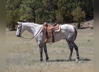 American Quarter Horse, Wałach, 7 lat, 152 cm, Siwa