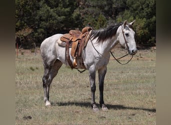 American Quarter Horse, Wałach, 7 lat, 152 cm, Siwa