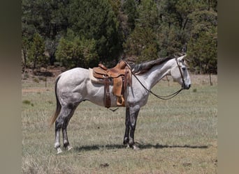 American Quarter Horse, Wałach, 7 lat, 152 cm, Siwa