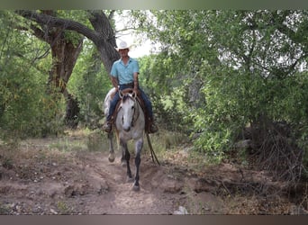 American Quarter Horse, Wałach, 7 lat, 152 cm, Siwa
