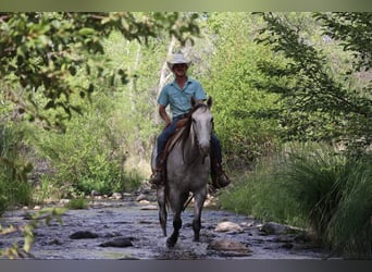 American Quarter Horse, Wałach, 7 lat, 152 cm, Siwa
