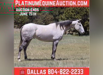 American Quarter Horse, Wałach, 7 lat, 152 cm, Siwa