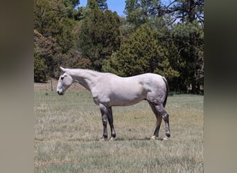 American Quarter Horse, Wałach, 7 lat, 152 cm, Siwa