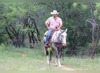 American Quarter Horse, Wałach, 7 lat, 152 cm, Siwa