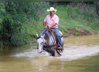 American Quarter Horse, Wałach, 7 lat, 152 cm, Siwa