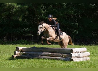 American Quarter Horse, Wałach, 7 lat, 152 cm