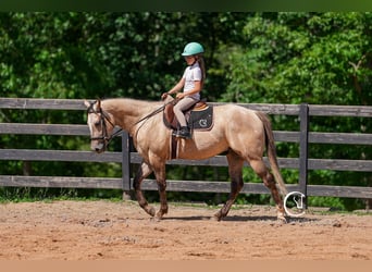 American Quarter Horse, Wałach, 7 lat, 152 cm