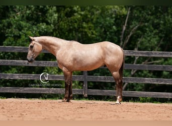American Quarter Horse, Wałach, 7 lat, 152 cm