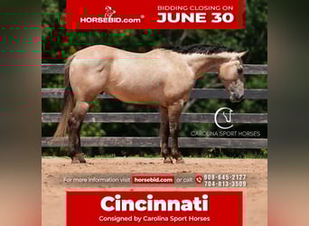 American Quarter Horse, Wałach, 7 lat, 152 cm