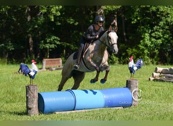 American Quarter Horse, Wałach, 7 lat, 152 cm