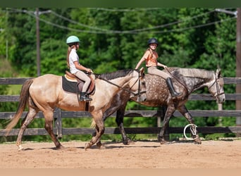 American Quarter Horse, Wałach, 7 lat, 152 cm