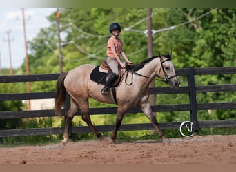 American Quarter Horse, Wałach, 7 lat, 152 cm