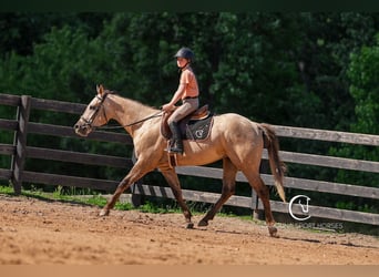 American Quarter Horse, Wałach, 7 lat, 152 cm