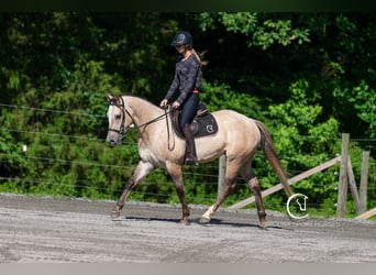 American Quarter Horse, Wałach, 7 lat, 152 cm
