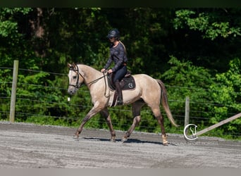 American Quarter Horse, Wałach, 7 lat, 152 cm