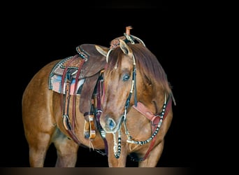 American Quarter Horse, Wałach, 7 lat, 155 cm, Bułana
