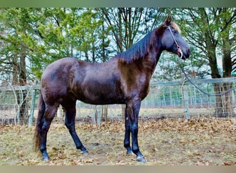 American Quarter Horse, Wałach, 7 lat, 155 cm, Ciemnogniada