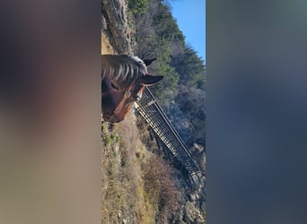 American Quarter Horse, Wałach, 7 lat, 155 cm, Gniada