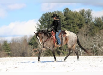 American Quarter Horse, Wałach, 7 lat, 155 cm, Gniadodereszowata