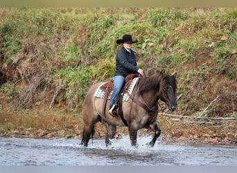 American Quarter Horse, Wałach, 7 lat, 155 cm, Grullo