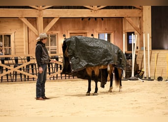 American Quarter Horse, Wałach, 7 lat, 155 cm, Jelenia