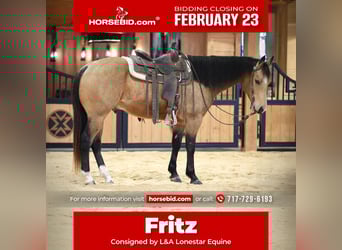 American Quarter Horse, Wałach, 7 lat, 155 cm, Jelenia