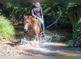 American Quarter Horse, Wałach, 7 lat, 155 cm, Jelenia