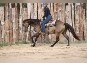 American Quarter Horse, Wałach, 7 lat, 155 cm, Jelenia