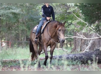 American Quarter Horse, Wałach, 7 lat, 155 cm, Jelenia