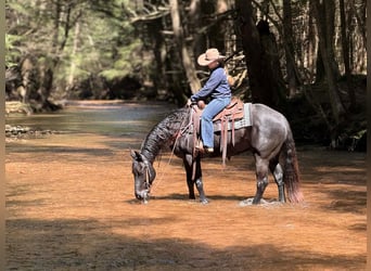 American Quarter Horse, Wałach, 7 lat, 155 cm, Kara