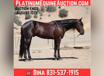 American Quarter Horse, Wałach, 7 lat, 155 cm, Kara