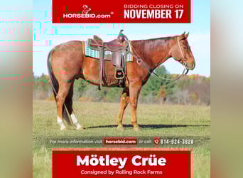 American Quarter Horse, Wałach, 7 lat, 155 cm, Kasztanowatodereszowata