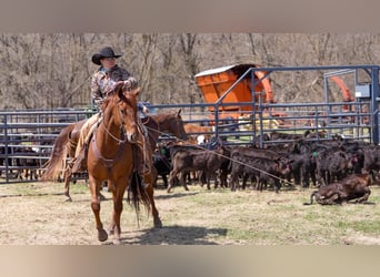 American Quarter Horse, Wałach, 7 lat, 155 cm, Kasztanowatodereszowata