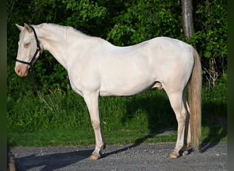 American Quarter Horse, Wałach, 7 lat, 155 cm, Perlino