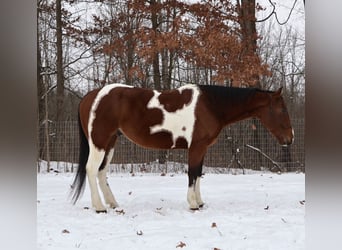 American Quarter Horse, Wałach, 7 lat, 155 cm, Srokata