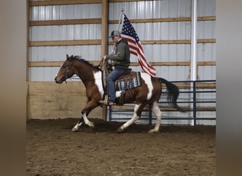 American Quarter Horse, Wałach, 7 lat, 155 cm, Srokata