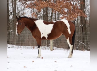 American Quarter Horse, Wałach, 7 lat, 155 cm, Srokata