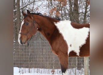 American Quarter Horse, Wałach, 7 lat, 155 cm, Srokata