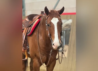 American Quarter Horse, Wałach, 7 lat, 156 cm, Ciemnokasztanowata